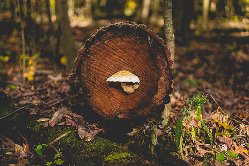 Image by Ethan Unzicker