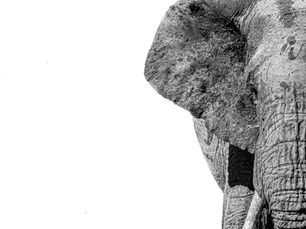 🌍 25 Maggio – Giornata Mondiale dell’Africa