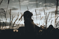 Image by Rainier Ridao