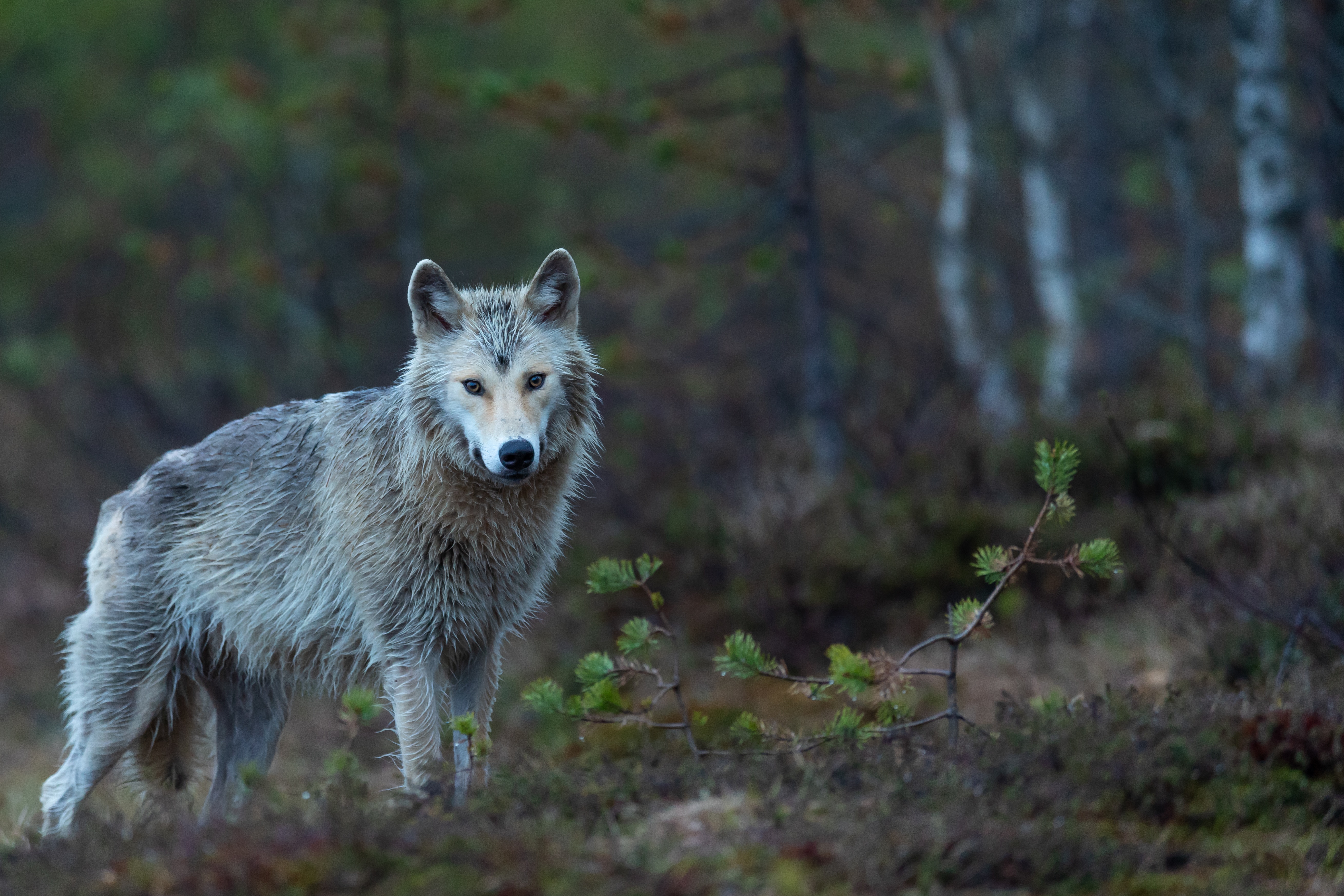 Image by Vincent van Zalinge