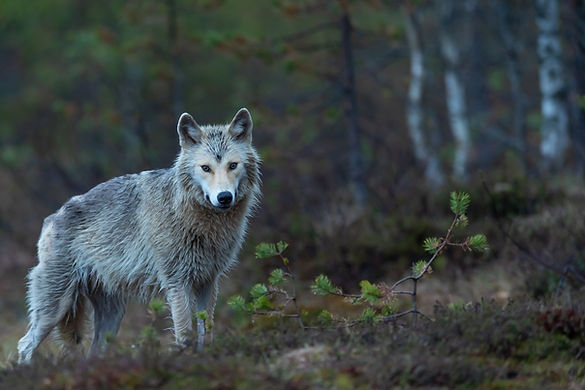 Image by Vincent van Zalinge