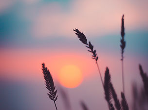 Image by Ann Savchenko