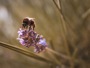 June Beekeeping Tips