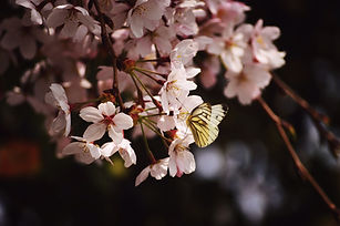 Image by Joanne Gerber
