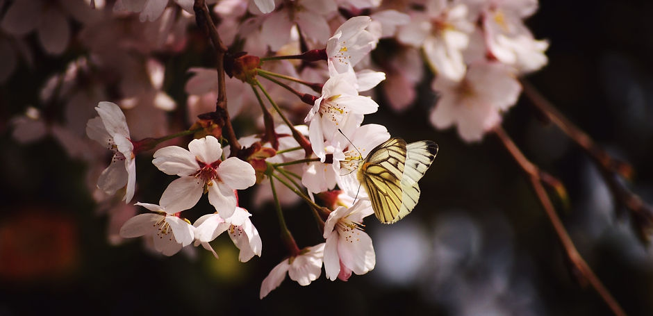 An image of butterflies on blossom - Tall Women's CLothig sustainability ststement