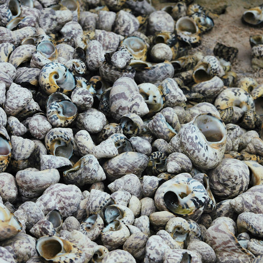 O último sacrifício