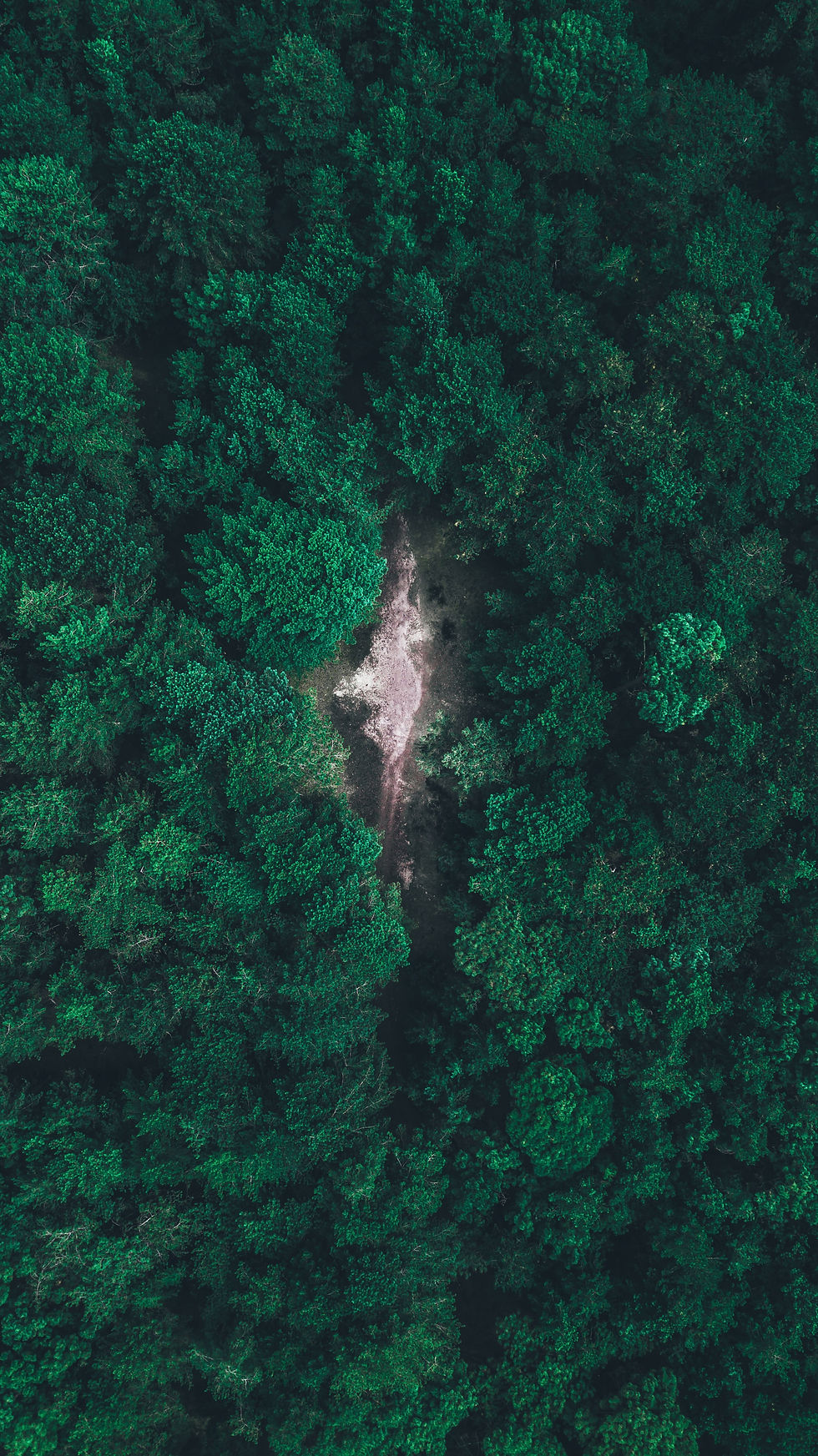 Image by Ryan Searle
