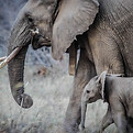 Image by Casey Allen