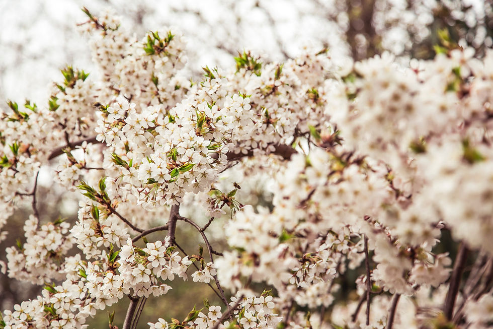 Cotton Blossom