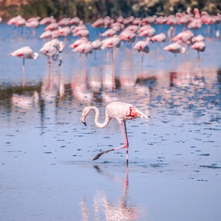 Flamingos wading in water