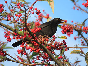 Image by Chris