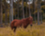 Sumba Beach Horse