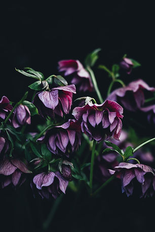 Image by Annie Spratt