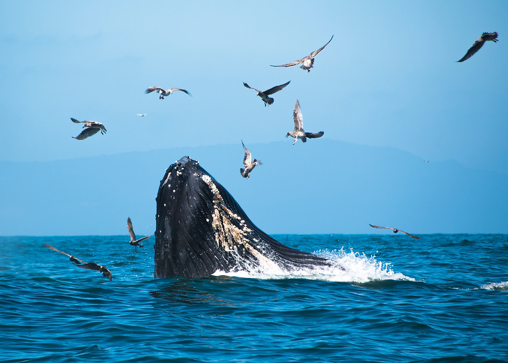 Sperm whale coming out of the ocean