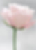 light pink rose - licht roze roos