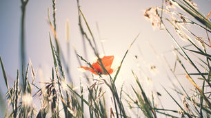 Can You Tell Me About Grief?