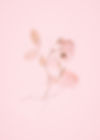 Image by Annie Spratt