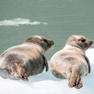 15 Mejores cosas que ver y hacer en Juneau, Alaska