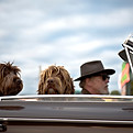 Perros viajando