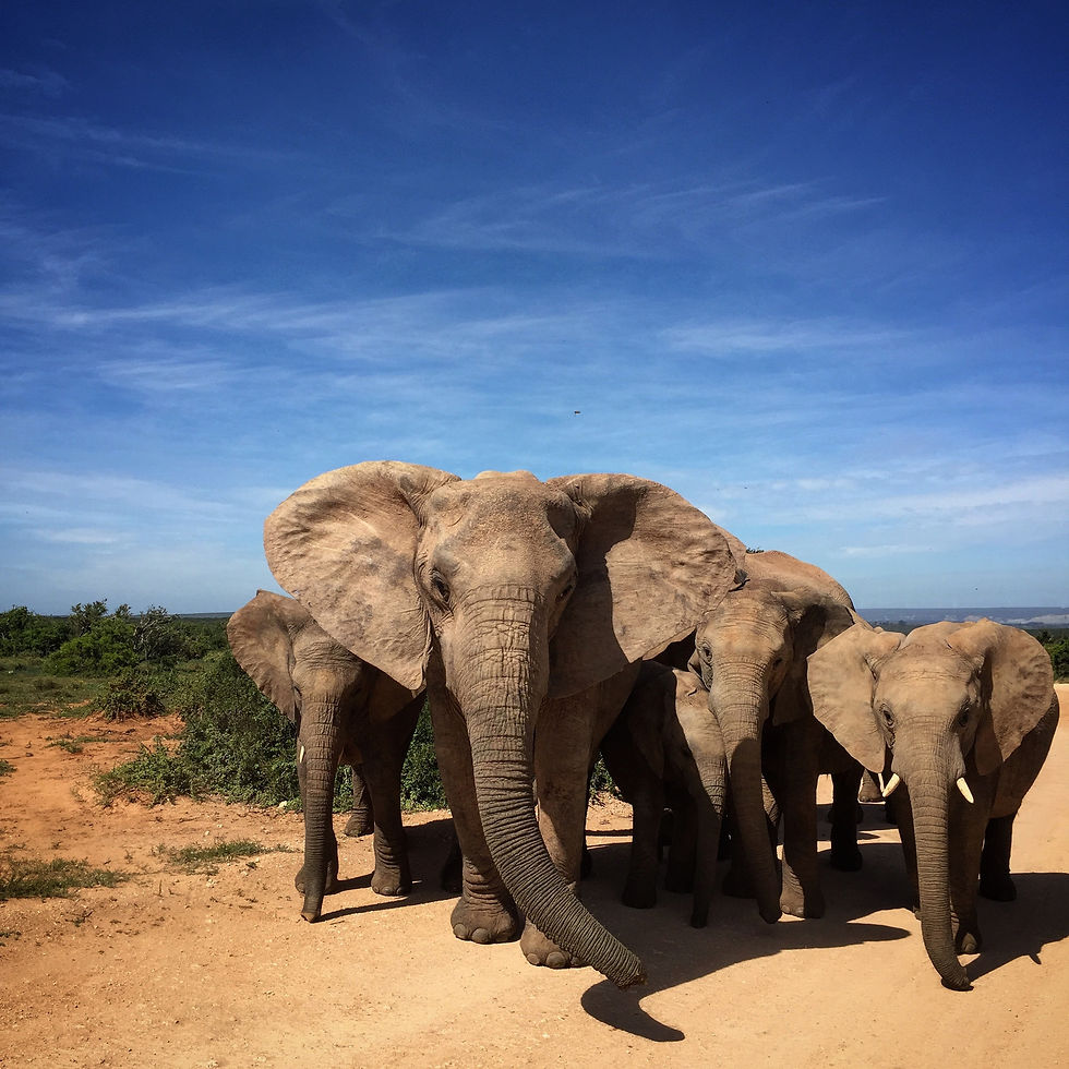 What Is A Group Of Elephants Called?