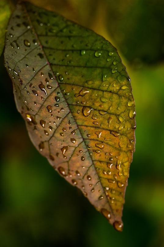 Image by Christina Rumpf