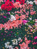 Image by Cristina Pop