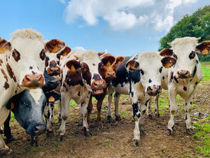 Qual é la carbon footprint del bovino da carne in un allevamento "grass fed"?