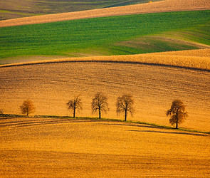 Image by Dawid Zawiła