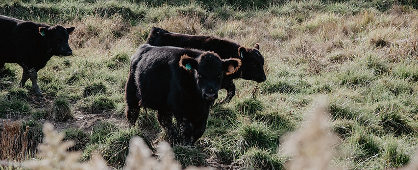 Image by Kelly Sikkema