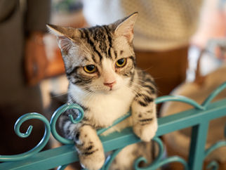 How Long FIP Cats Can Live: Real Survival Rates and Treatment That Works