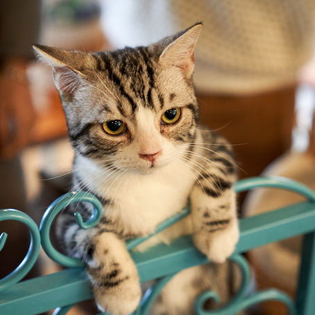 Hyperthyroidism in Felines
