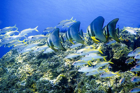 Image by Frans Daniels