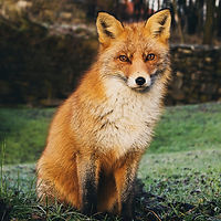 Image by Linnea Sandbakk