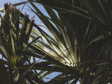 Alafaya: A Guide to Living in the Heart of Florida