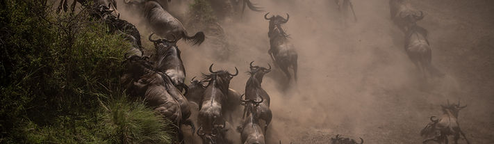 3 day Serengeti migration fly-in safari from Zanzibar showing wildebeest herd during Great Migration game drive
