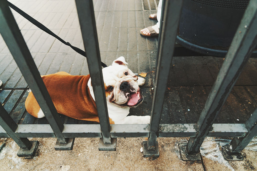 Hond achter hek