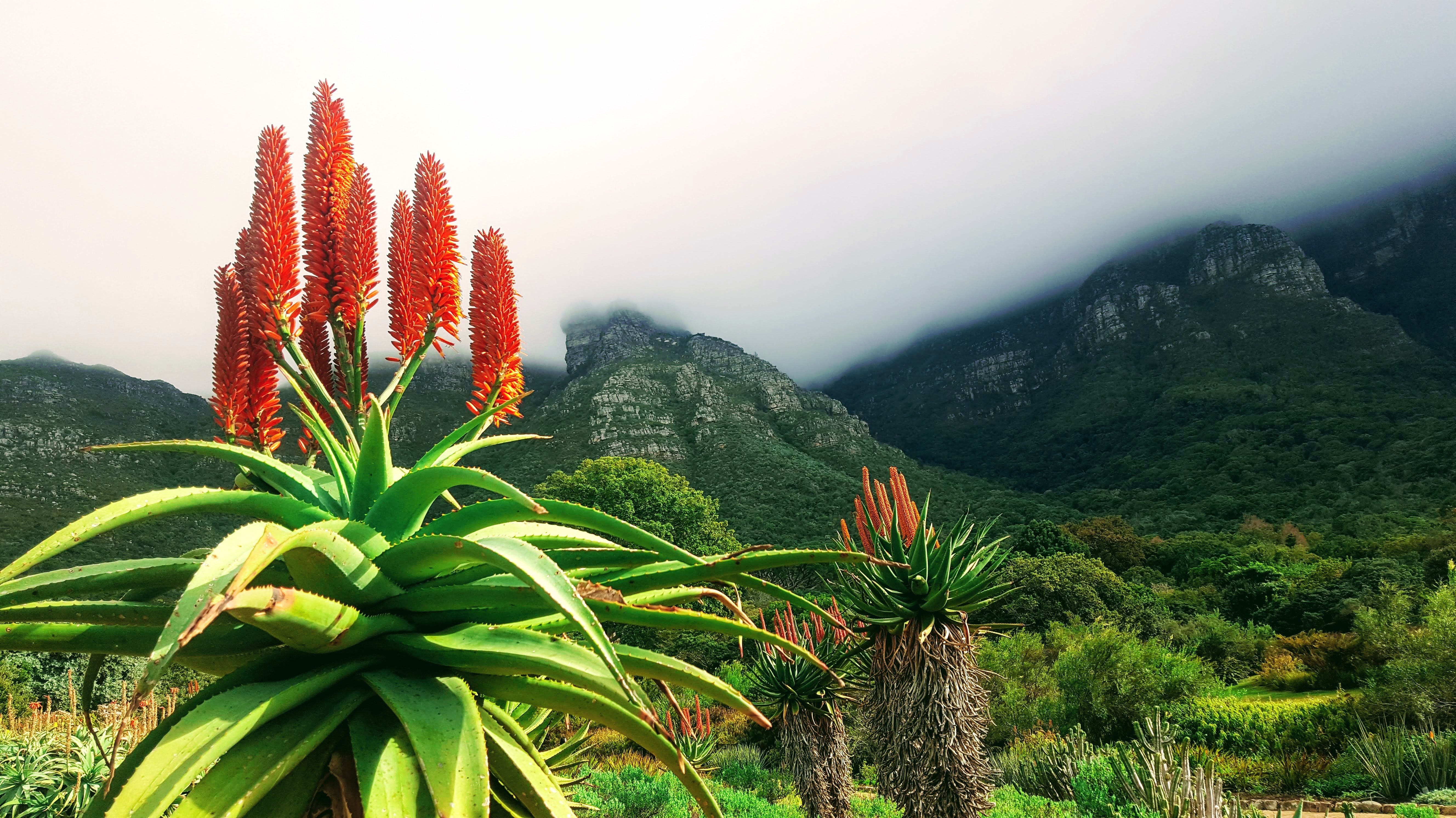 Benefits of Aloe Vera