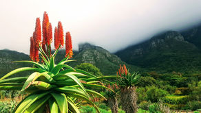 Benefits of Aloe Vera