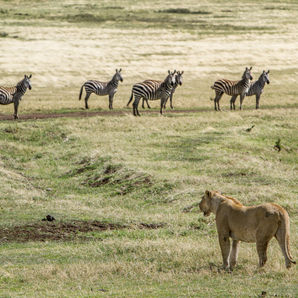 Lion stalking prey in tall grass during Tanzania safari experience