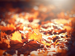 Check out the latest AB News #November #Thankful