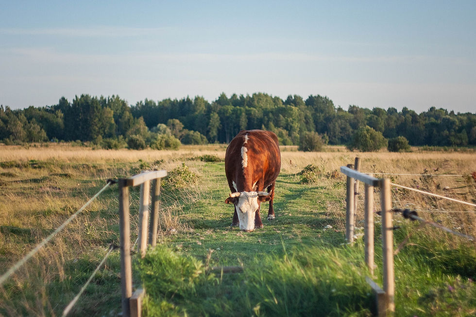 Image by Ilja Tulit