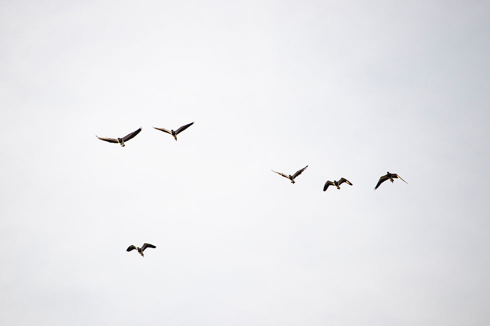 Image by Julia Craice