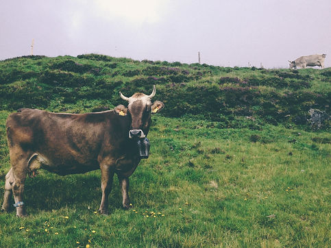 Swiss cows