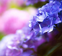 Image by Simone Dalmeri