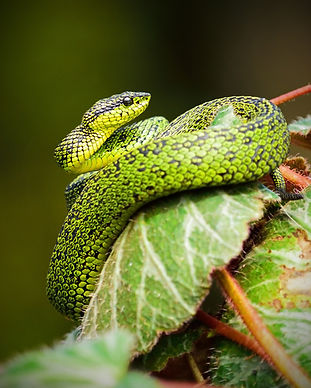 Image by Alfonso Castro
