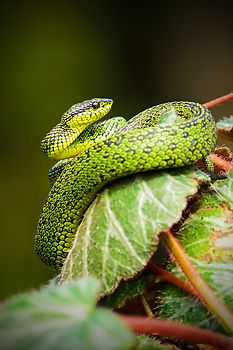 Image by Alfonso Castro