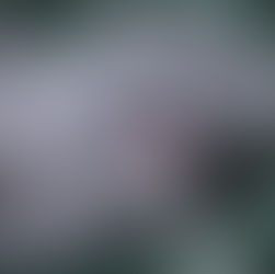 Un chat qui se lèche la patte