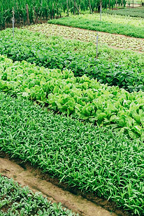 Lettuce growing
