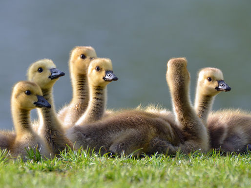 SIBLINGS