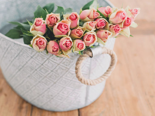 Divine Rose.